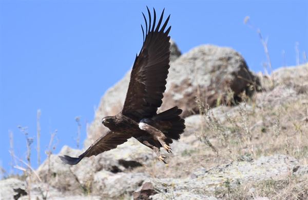 From the Nature Association to Red Hawk, followed by satellite