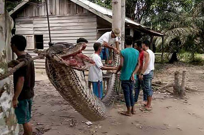 The villagers ate the giant python...