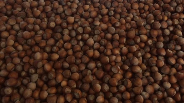 Turkish hazelnut introduced in Germany